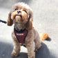 Small dog wearing a red plaid harness on a leash handmade by barkley and fetch uk
