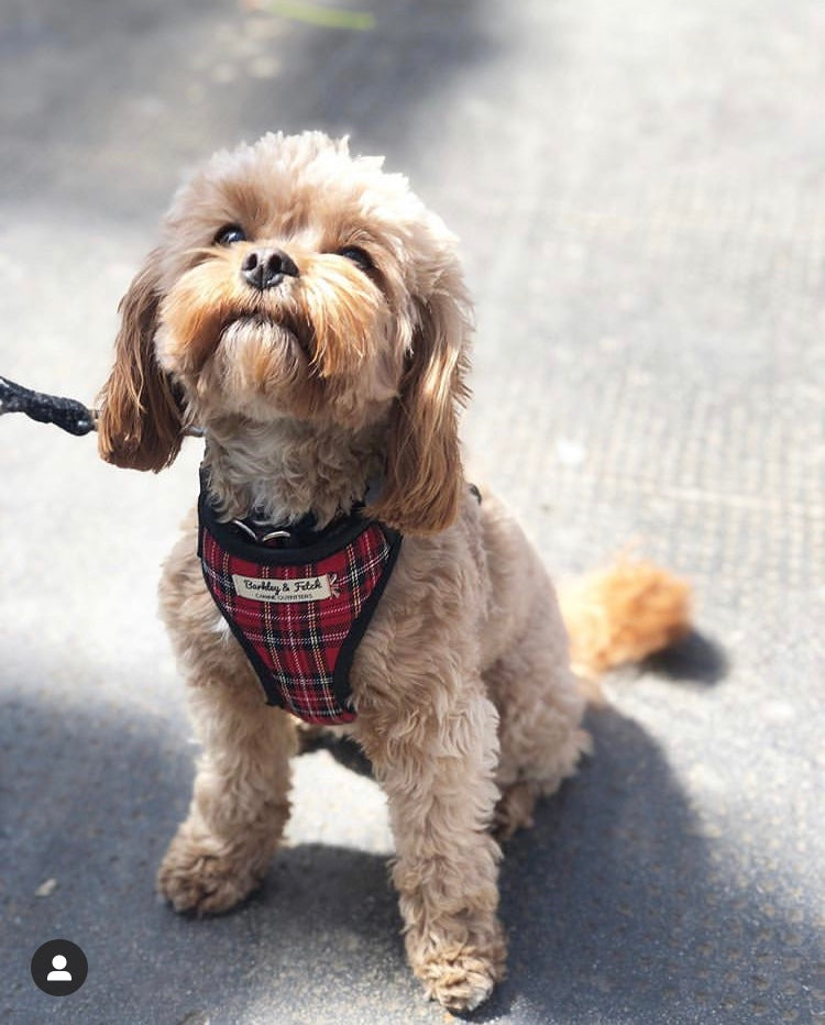 Small dog wearing a red plaid harness on a leash handmade by barkley and fetch uk