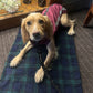 Dog wearing a pink softshell sitting on a black watch plaid settle mat indoors handmade in UK by Barkley And Fetch