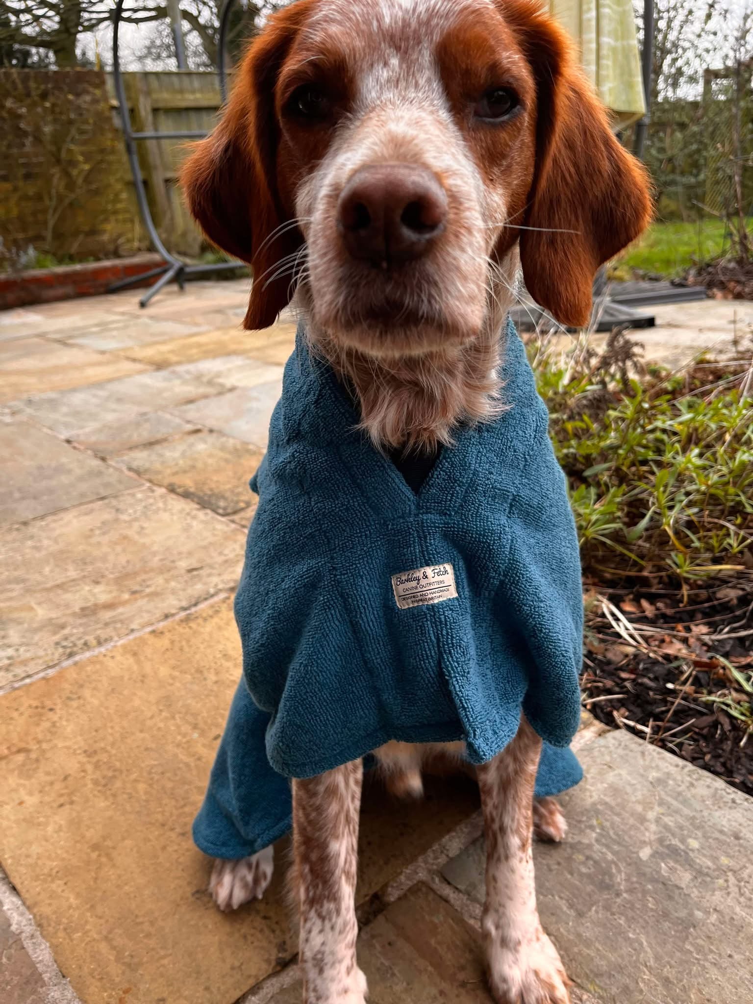 springer spaniel sat in barkley and fetch bathrobe on patio