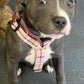 Puppy wearing a plaid harness on a textured surface