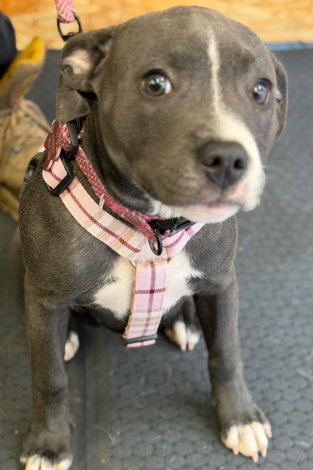 Puppy wearing a plaid harness on a textured surface
