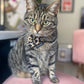 tabby cat wearing a leopard print bandana whilst sitting on pink velvet chair in a house setting handmade by barkley and fetch