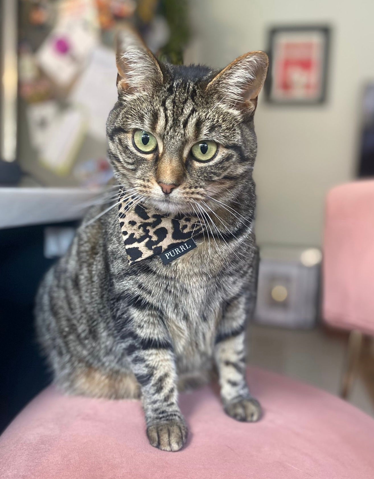 tabby cat wearing a leopard print bandana whilst sitting on pink velvet chair in a house setting handmade by barkley and fetch