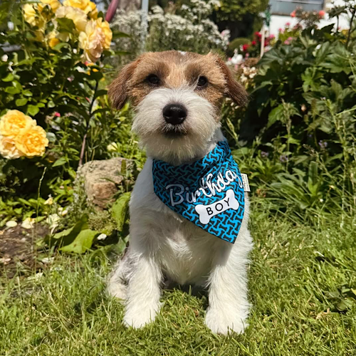 Dog wearing a blue bandana with text in a garden setting