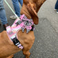 PinkBerry Check Dog Sailor Bow