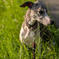 Dog on a leash standing in grass with a blurred background handmade in the uk by Barkley and fetch