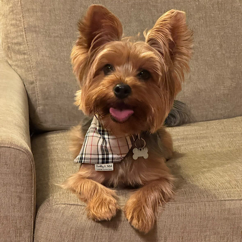 Small dog wearing a plaid bandana sitting on a couch
