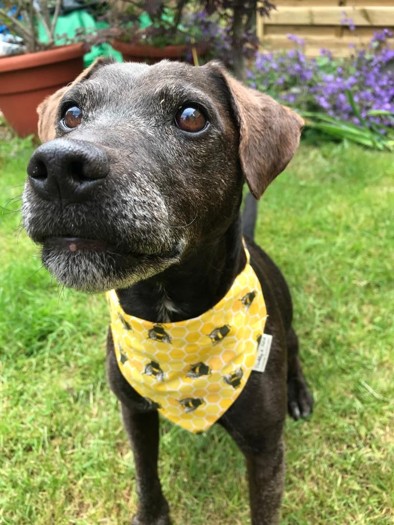 Bee Print Dog Collar