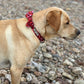 Love Hearts Print Dog Bow