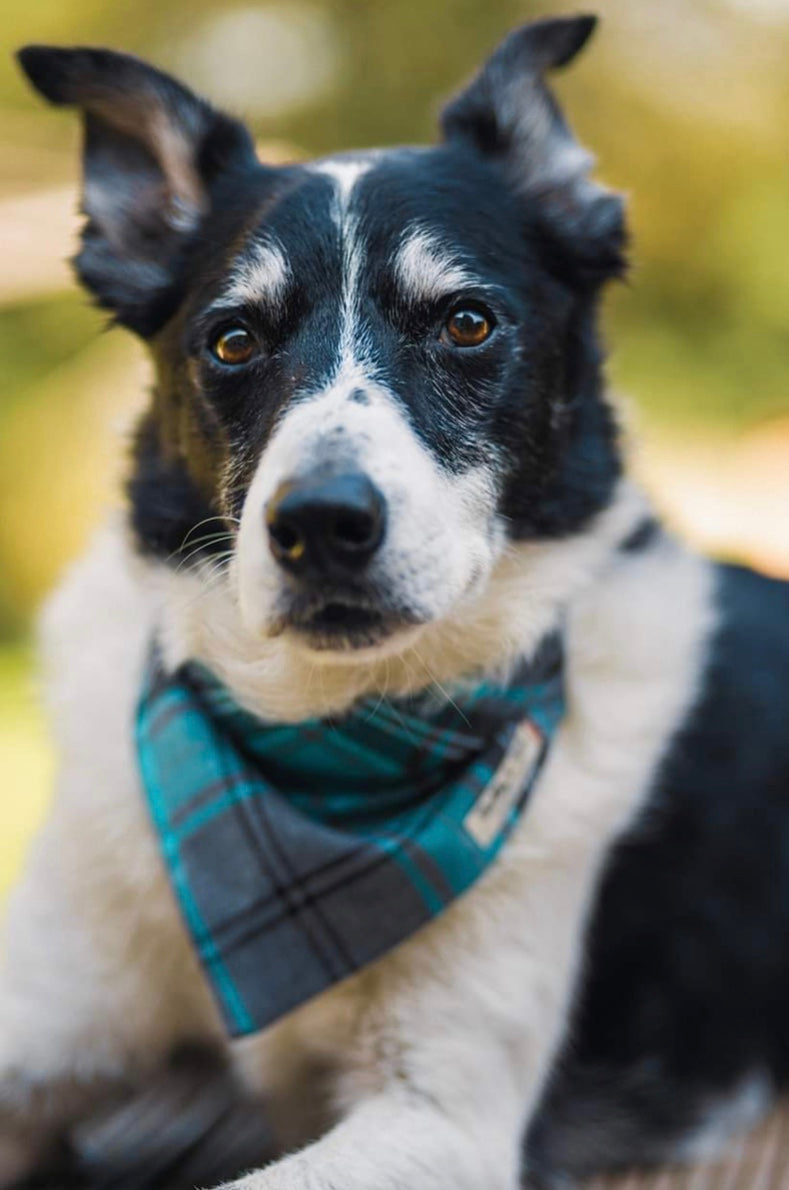 Turquoise and Grey Tartan Dog Harness
