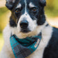 Turquoise and Grey Tartan Dog Collar