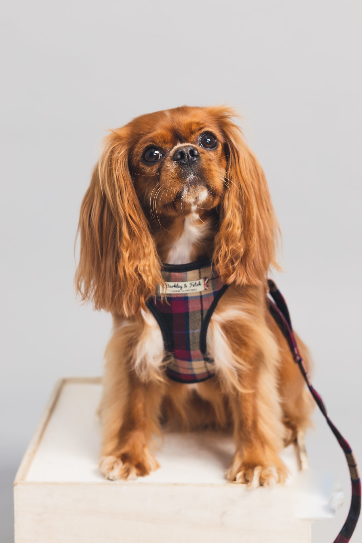 Wine Tartan Dog Lead