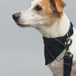 Green/Navy Tartan Dog Bandana
