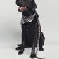 Black Labrador wearing grey tartan accessories with tongue out