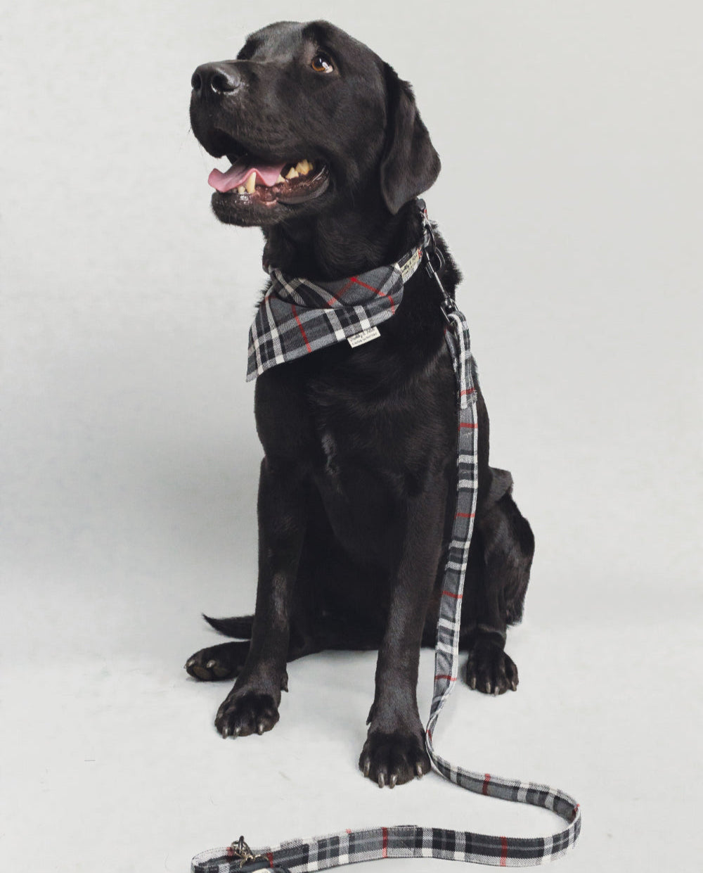 Black Labrador wearing grey tartan accessories with tongue out