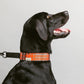 Side view of black Labrador wearing an orange martingale collar, gazing up at his owner