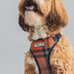 Apricot cavapoo dog wearing orange harness and collar looking up towards his owner
