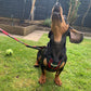 Dachshund wearing red and green tartan dog harness, sat on grass and looking up. One ear is flying out to the side of his head.