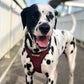 Dalmation dog stood with his tongue out wearing a red tartan dog harness