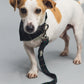 Green and navy tartan dog lead and bandana on a jack Russell with three legs