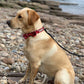 Labrador wearing barkley and fetch love hearts set sat on a pebble beach