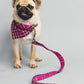 Pug wearing a plaid harness and leash on a gray background