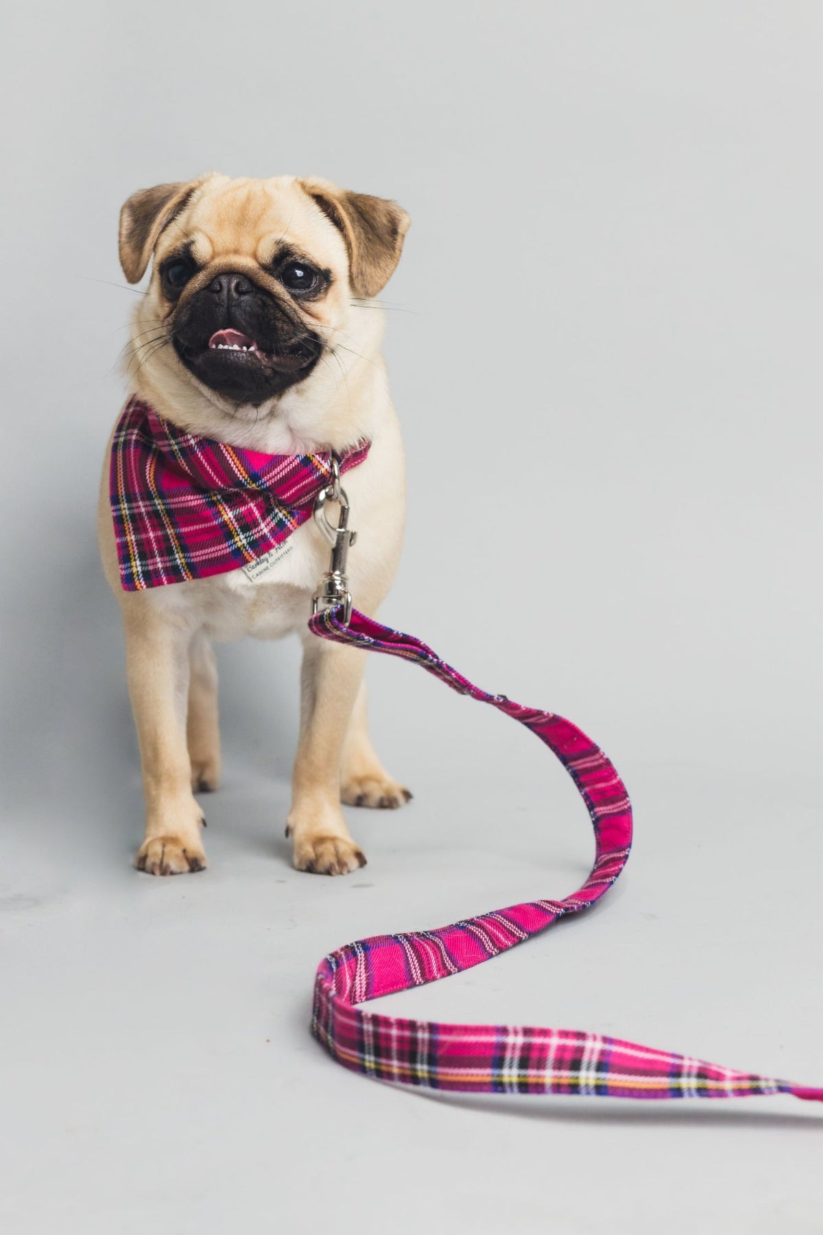 Pug wearing a plaid harness and leash on a gray background