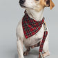 Red tartan lead collar and bandana on jack Russell with 3 legs