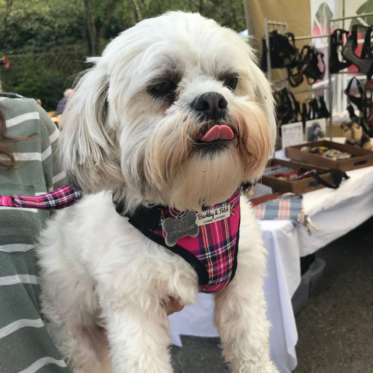 White Shi tzhu dog wearing pink tartan harness being held by her owner in front of a market stall
