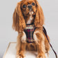 Handmade Wine tartan harness and lead on and apricot coloured King Charles spaniel who is sitting on a box looking upwards