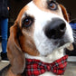 head of beagle dog in red tartan dog bowtie looking straight to camera