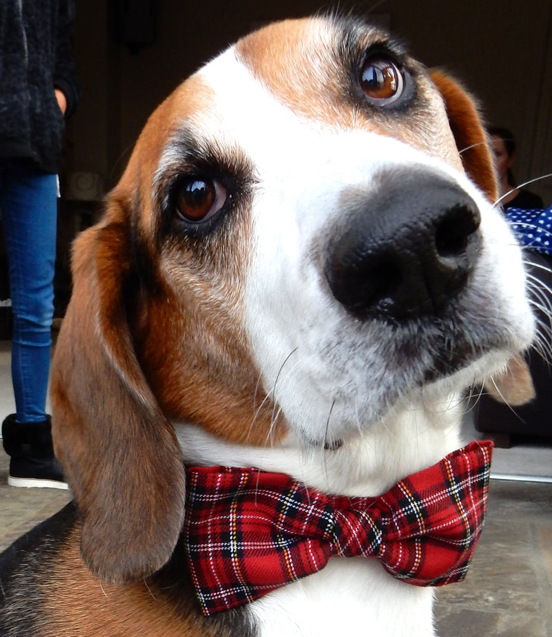 head of beagle dog in red tartan dog bowtie looking straight to camera
