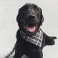 Black dog wearing a plaid bandana on a light gray background