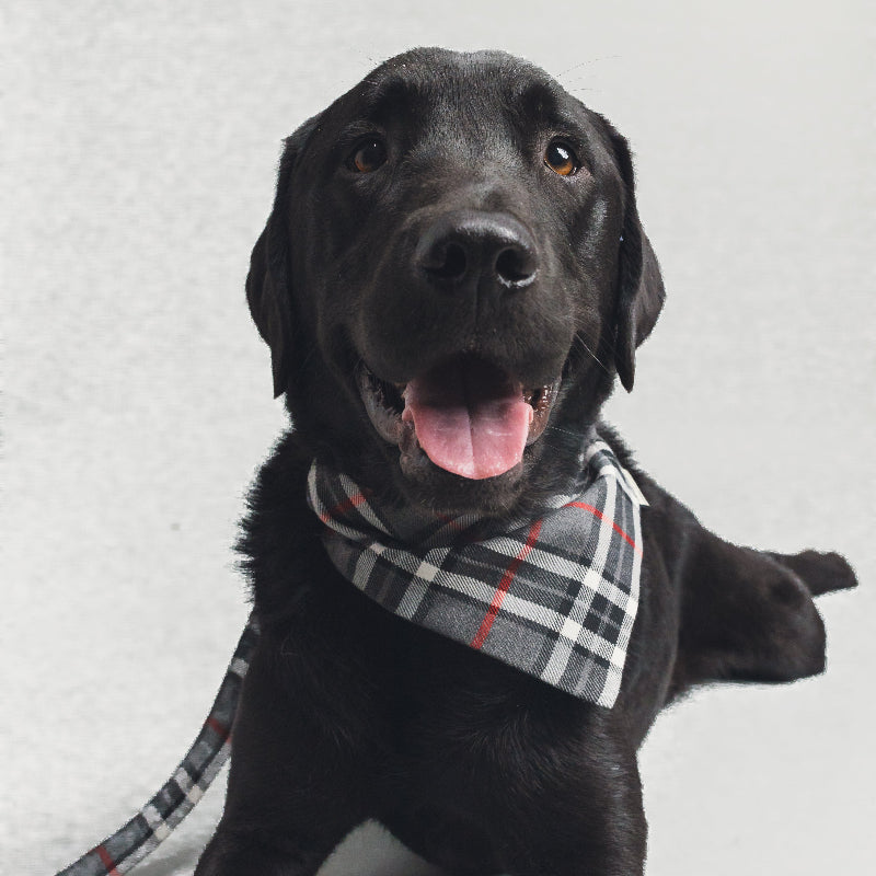 Black dog wearing a plaid bandana on a light gray background