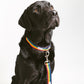 black lab in rainbow webbing set of handmade dog collar and lead