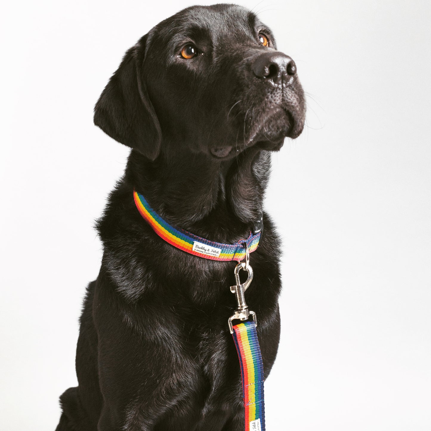 black lab in rainbow webbing set of handmade dog collar and lead