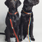 Two black dogs with rainbow leashes and collars on a white background