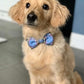 Blue Tartan Dog Bowtie