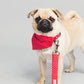 Red Spot Print Dog Collar