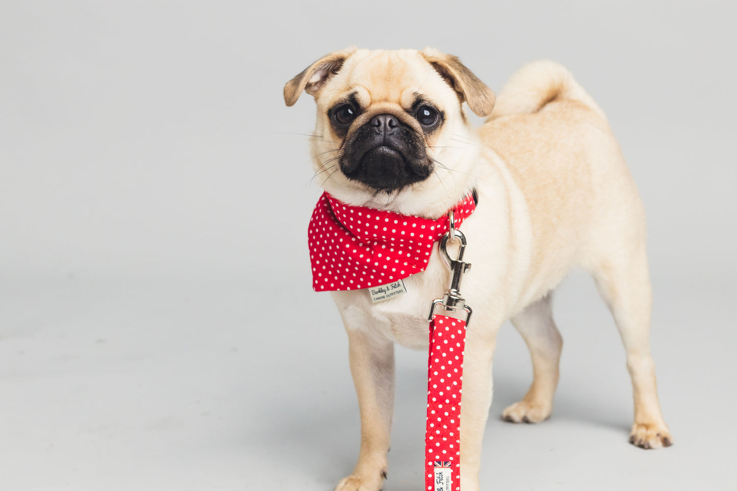Red Spot Print Dog Collar
