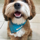 cavaapoo Rufus wearing turquoise tartan dog bandana sat on tiled kitchen floor. Handmade by Barkley and fetch in UK
