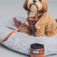 Dog wearing a plaid harness and sitting on a gray bed with a matching cup beside it.