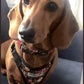 dachshund dog wearing a flowery dog harness whilst sat on a dark grey sofa