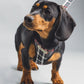 dachshund wearing grey tartan harness and lead with head to one side