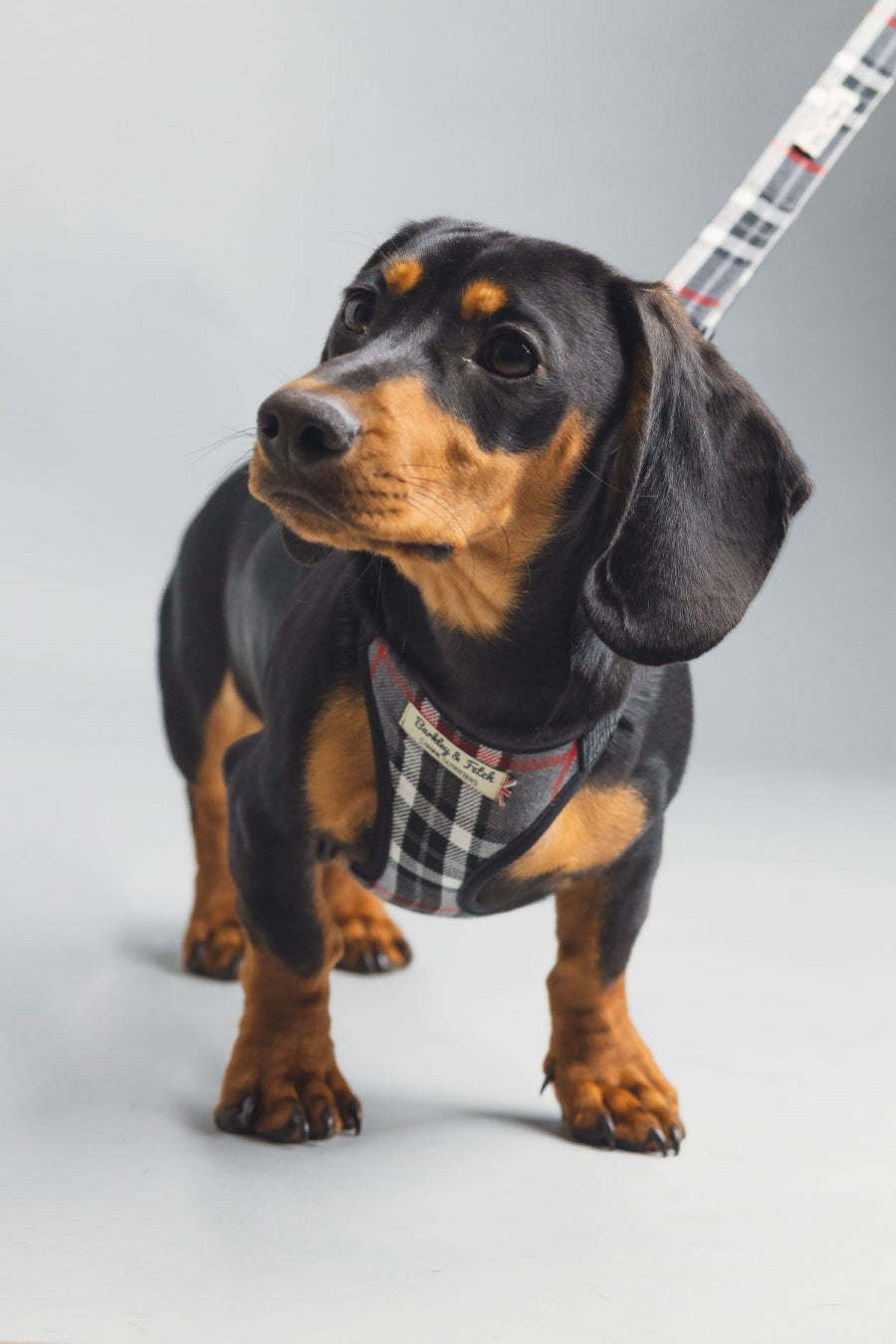 dachshund wearing grey tartan harness and lead with head to one side