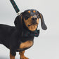 Green/Navy Tartan Dog Bowtie