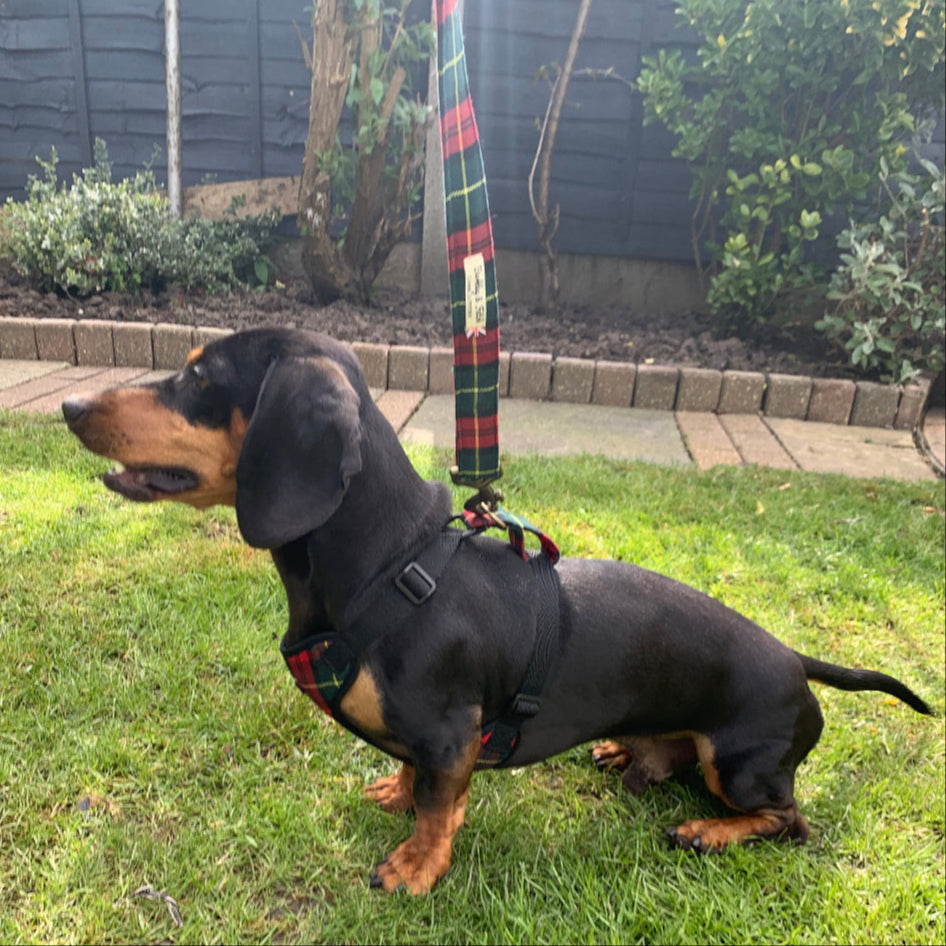 Dachshund on a leash in a garden with a dark fence and greenery in the background