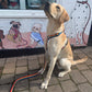 Rainbow Webbing Harness
