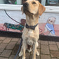 Dog wearing a bow tie sitting on a leash in front of a window with dog-themed decorations.